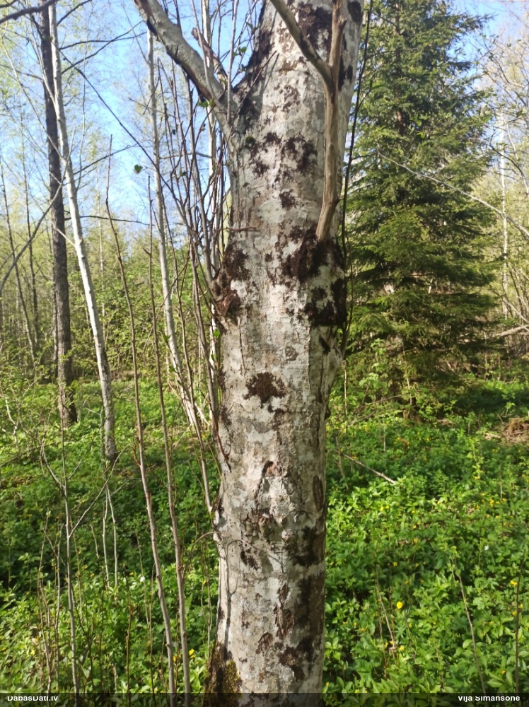 Izplestā frulānija