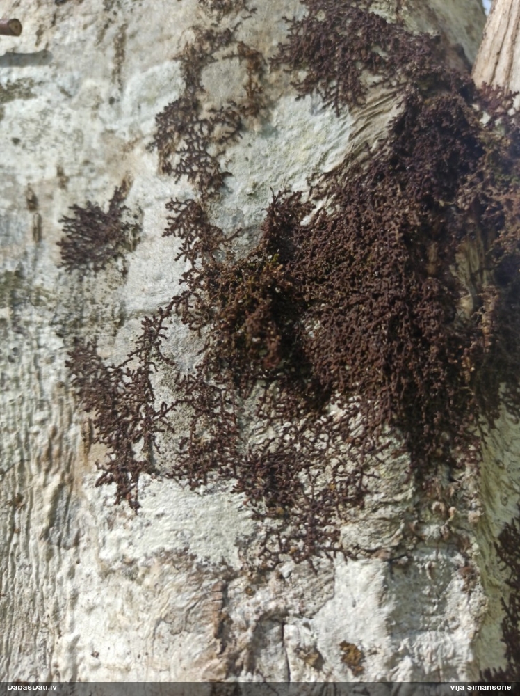 Izplestā frulānija