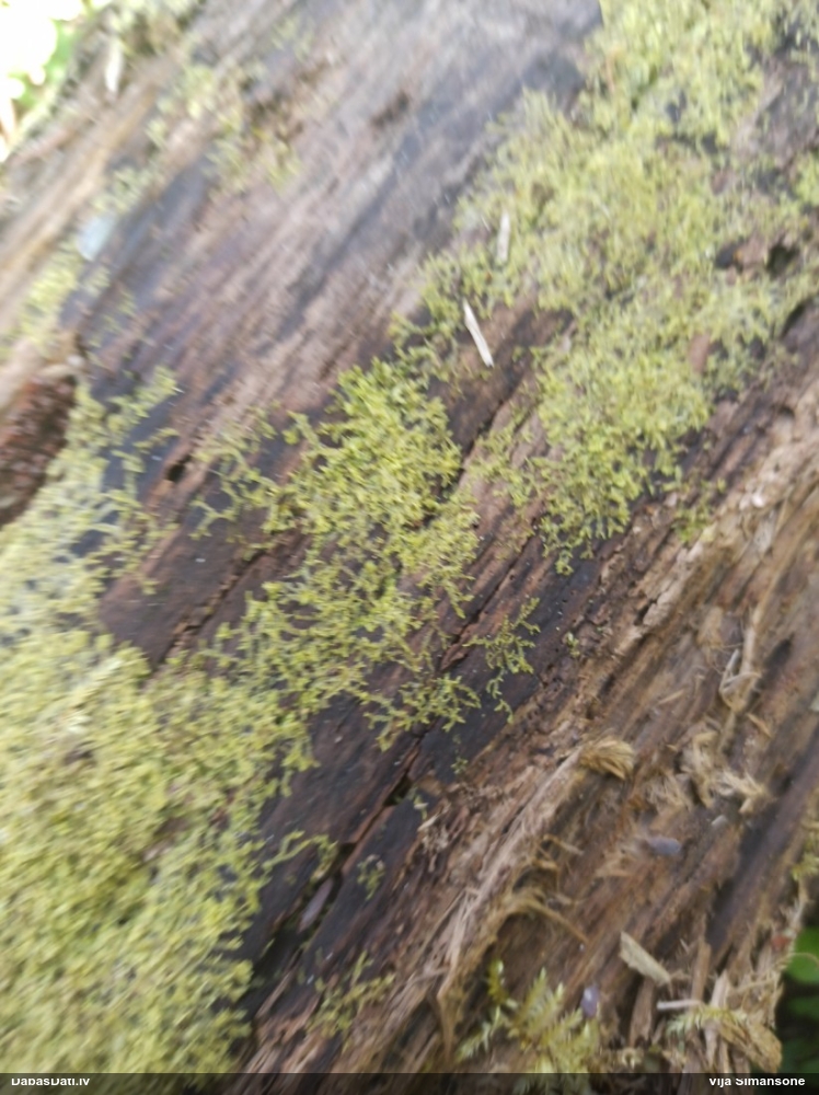 Dažādlapu sekstīte