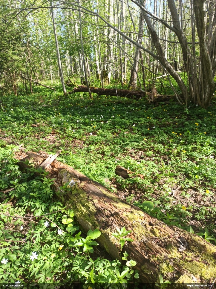 Dažādlapu sekstīte