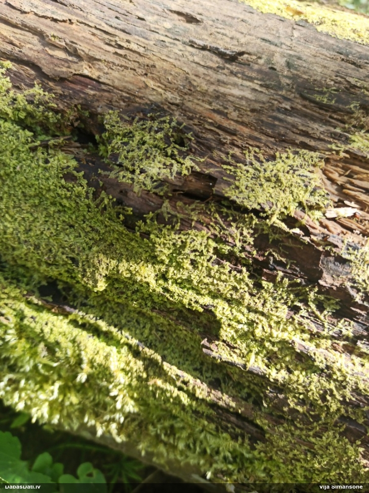 Dažādlapu sekstīte