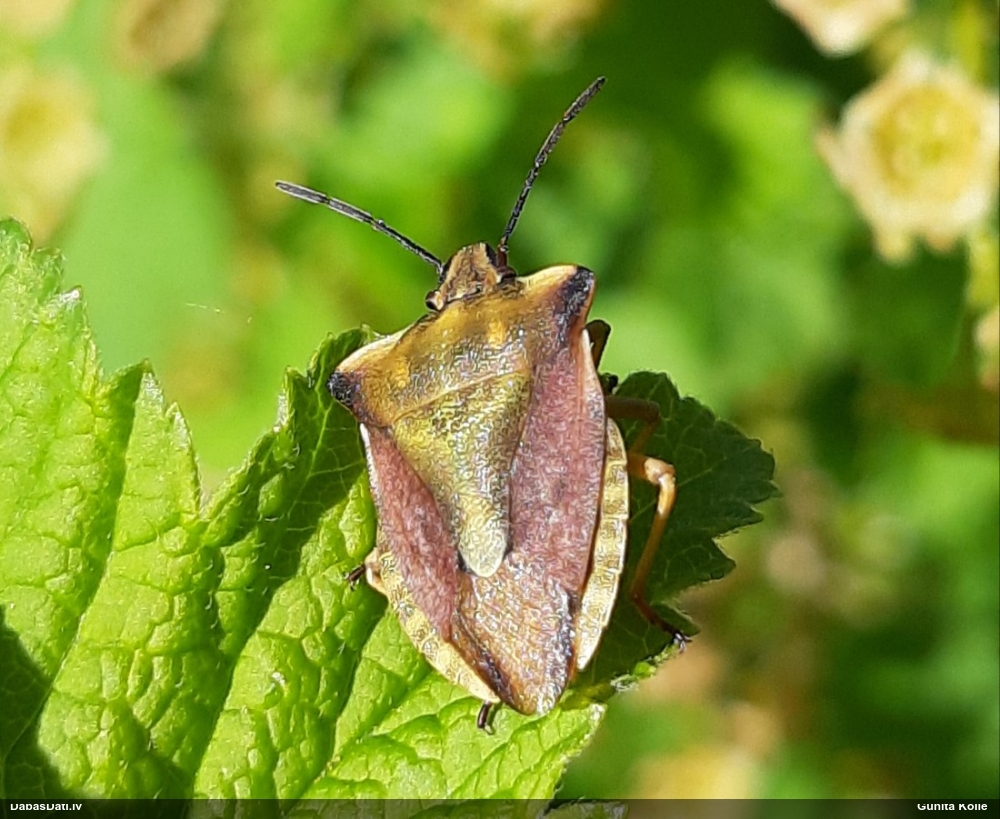 Vairogblakts Carpocoris fuscispinus