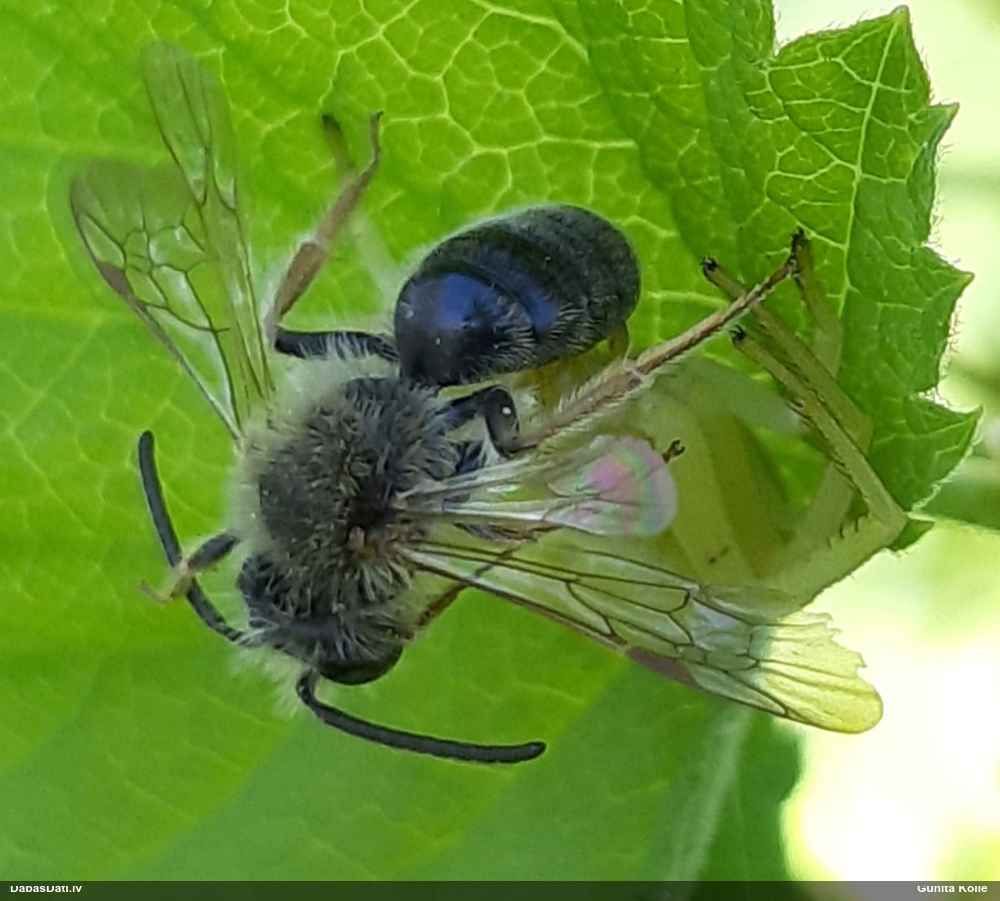 Smilšbite Andrena sp.