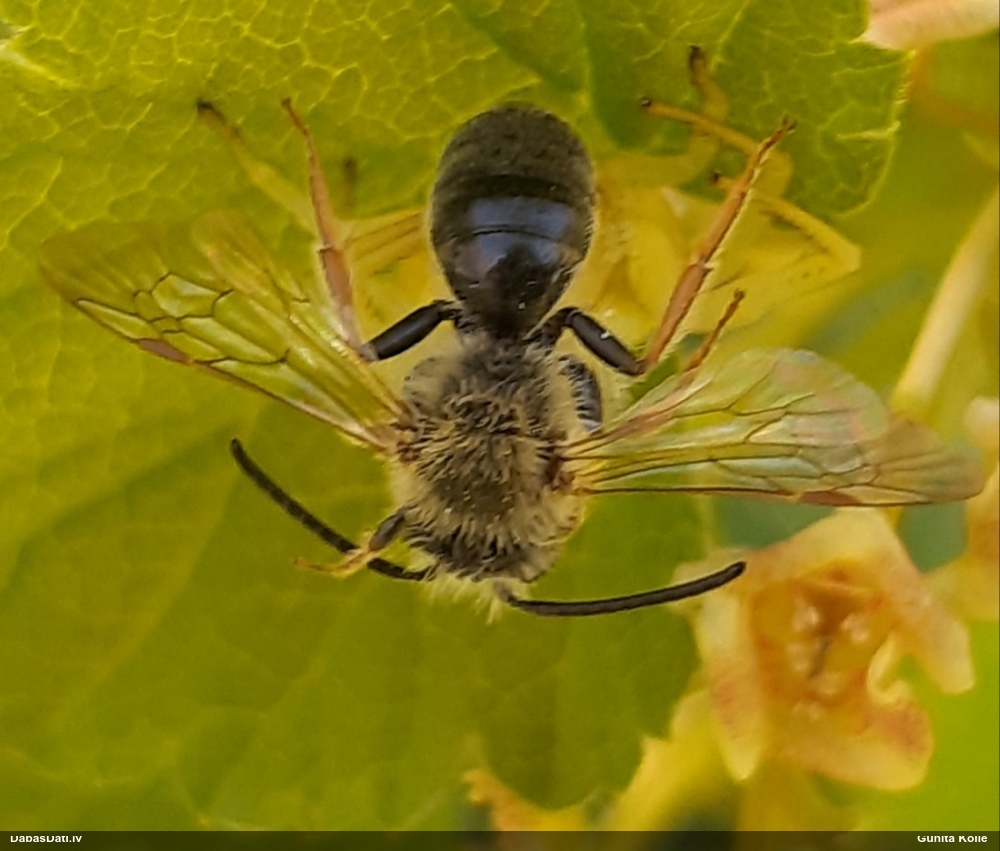 Smilšbite Andrena sp.