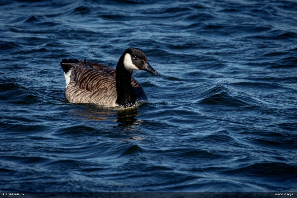 Канадская казарка