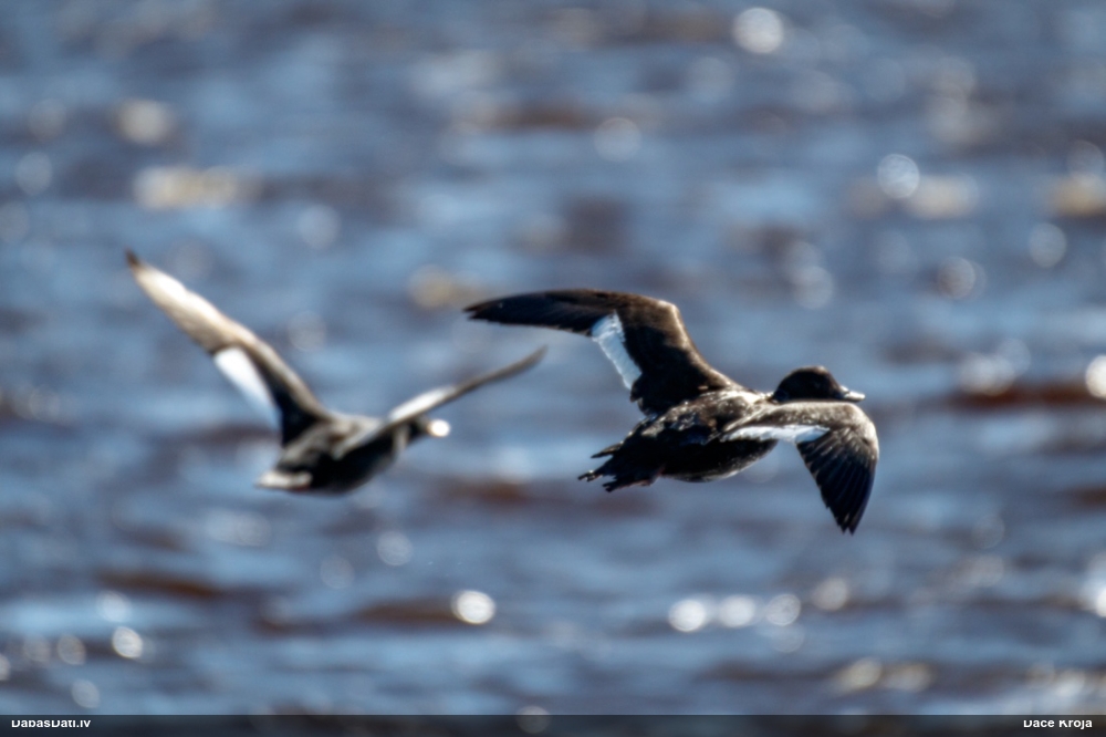 обыкновенный турпан