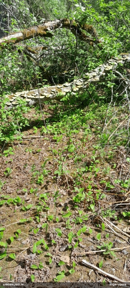 Sarainā tauriņpiepe