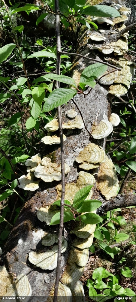 Sarainā tauriņpiepe