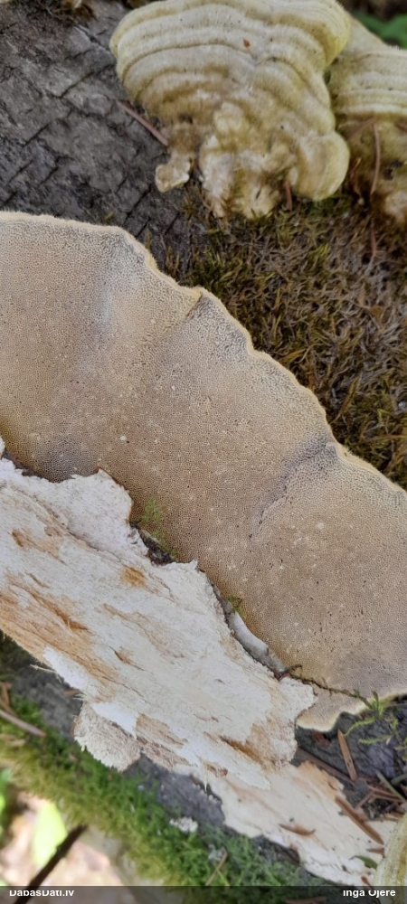 Sarainā tauriņpiepe