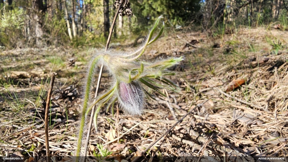 прострел луговой