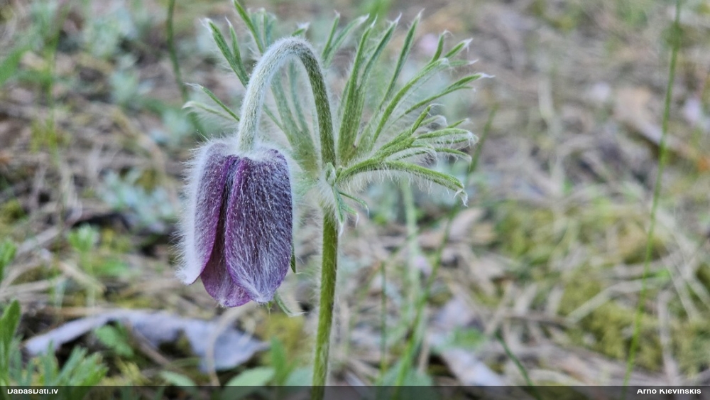 прострел луговой