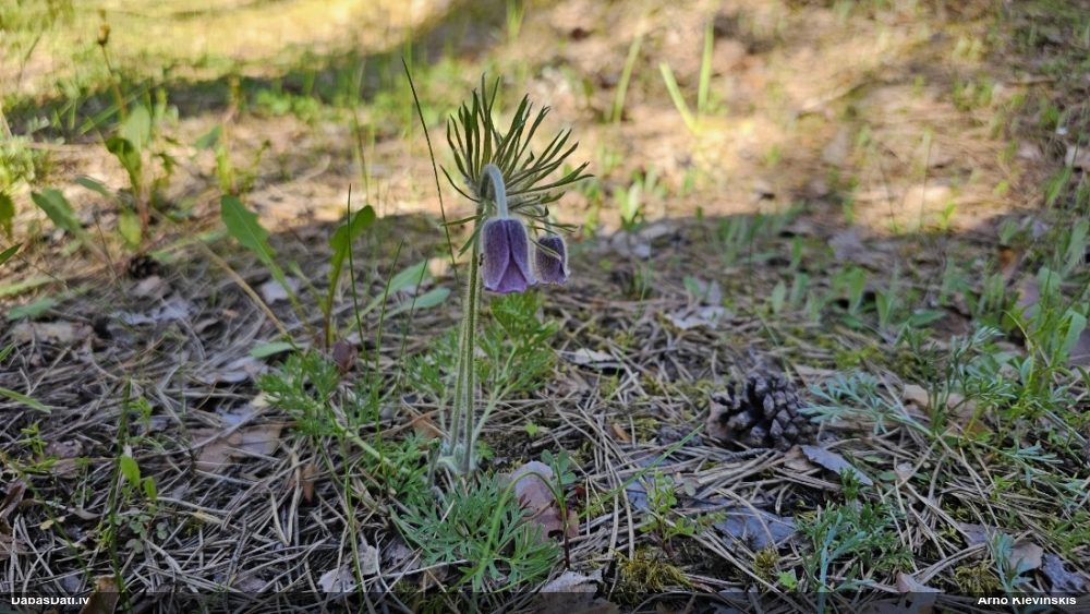 прострел луговой