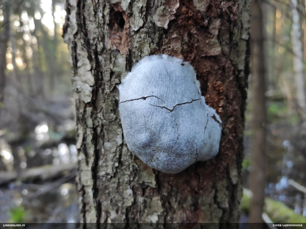 Neīstais pūpēdis, parastais gļotpūpēdis