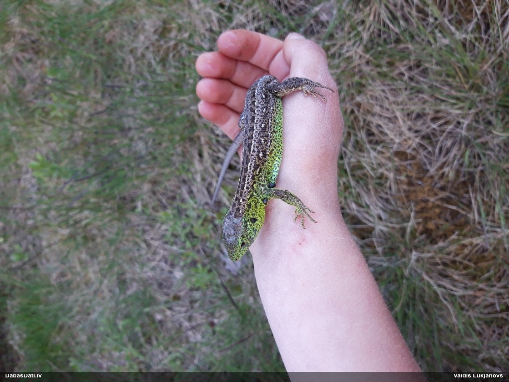 прыткая ящерица