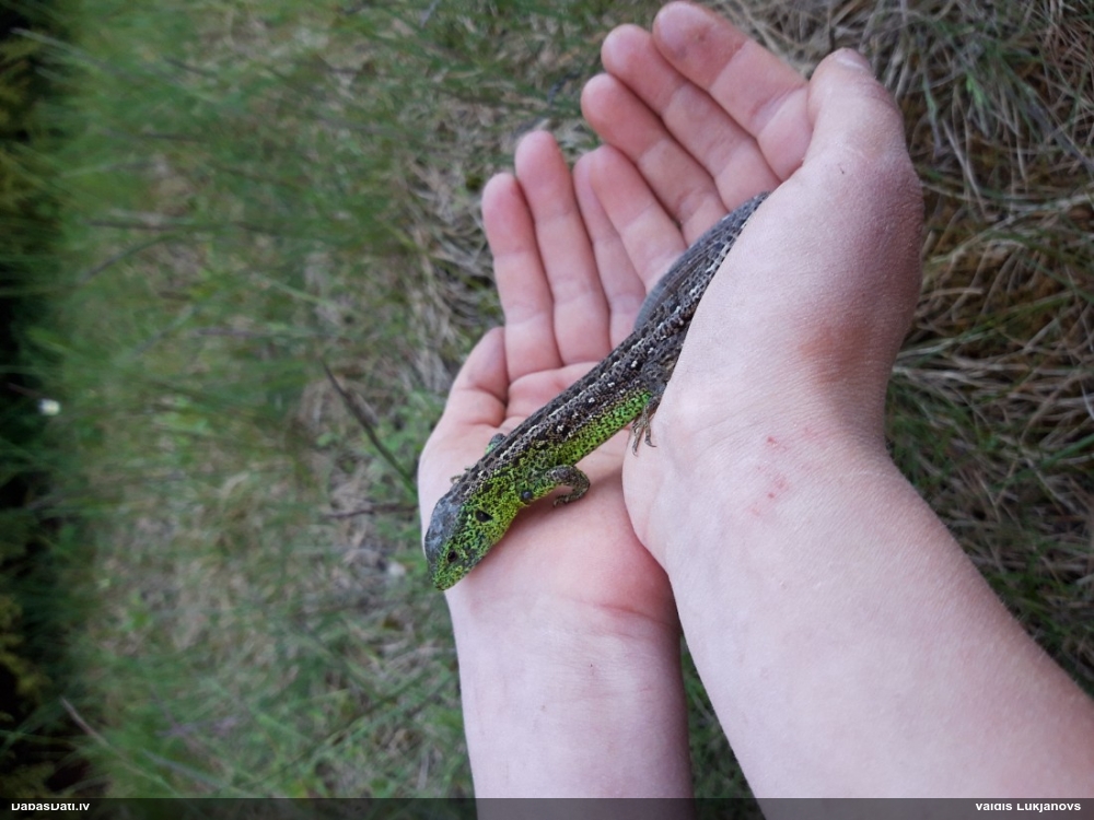 прыткая ящерица