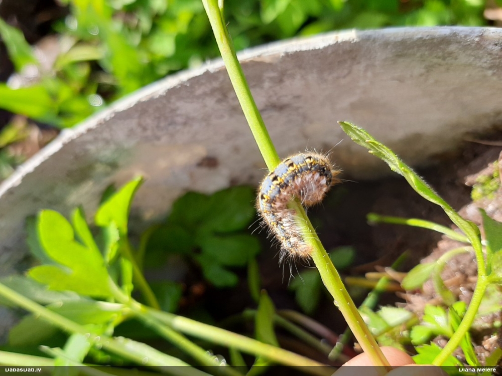 Graudzāļu vērpējs