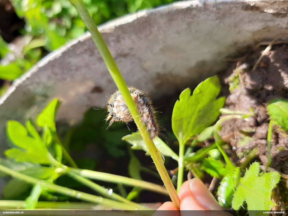 Graudzāļu vērpējs