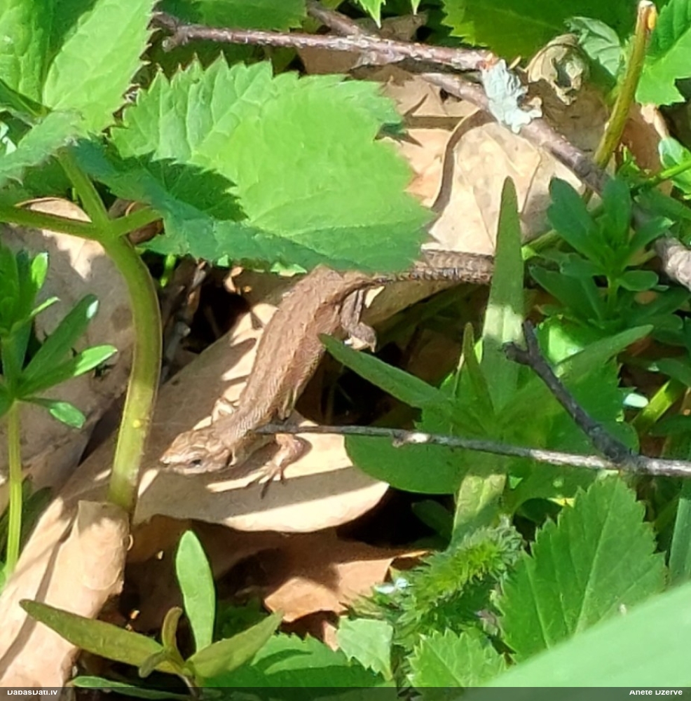 живородящая ящерица