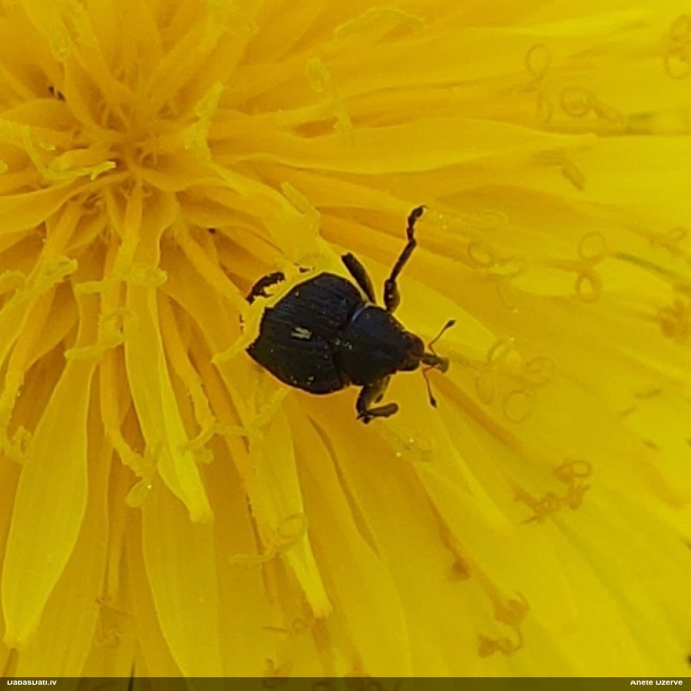 Smecernieks Mononychus punctumalbum