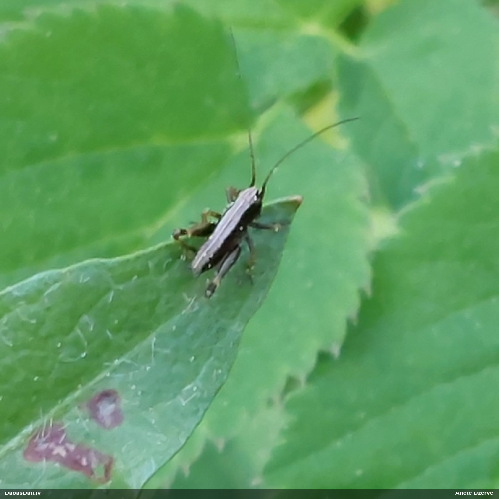 Sienāzis Pholidoptera griseoaptera