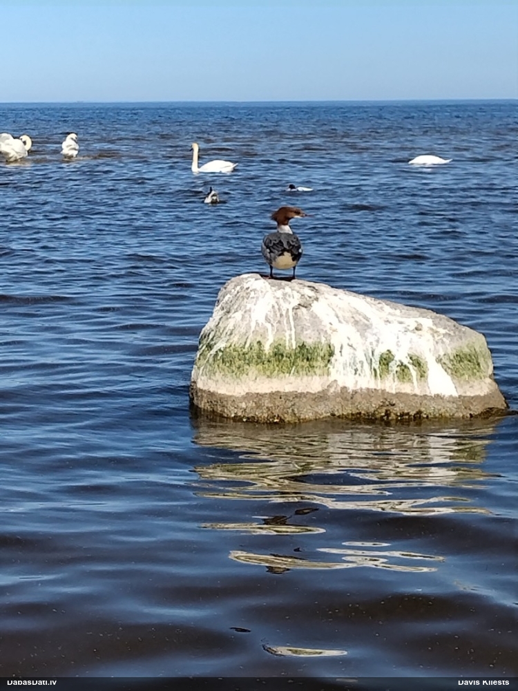 большой крохаль