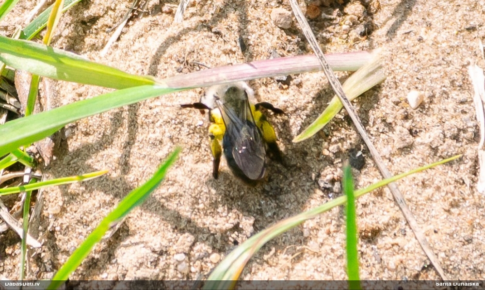Smilšbite Andrena vaga