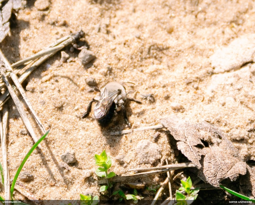 Smilšbite Andrena vaga