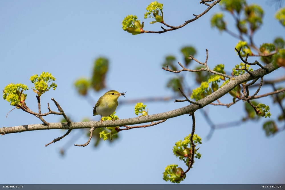 пеночка-рещетка