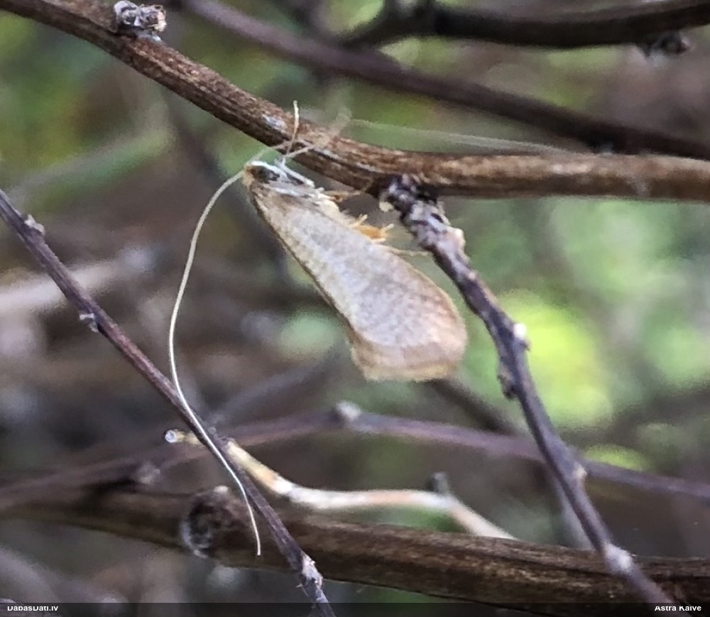 Zaigkode Nematopogon swammerdamella