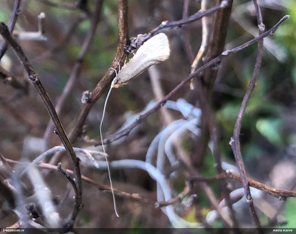 Zaigkode Nematopogon swammerdamella