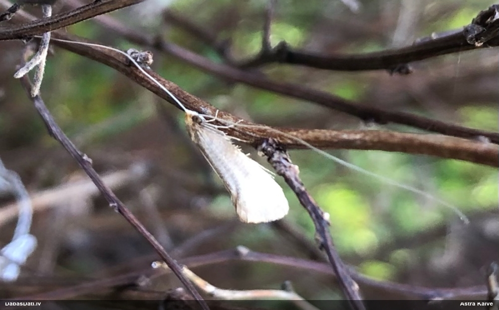 Zaigkode Nematopogon swammerdamella