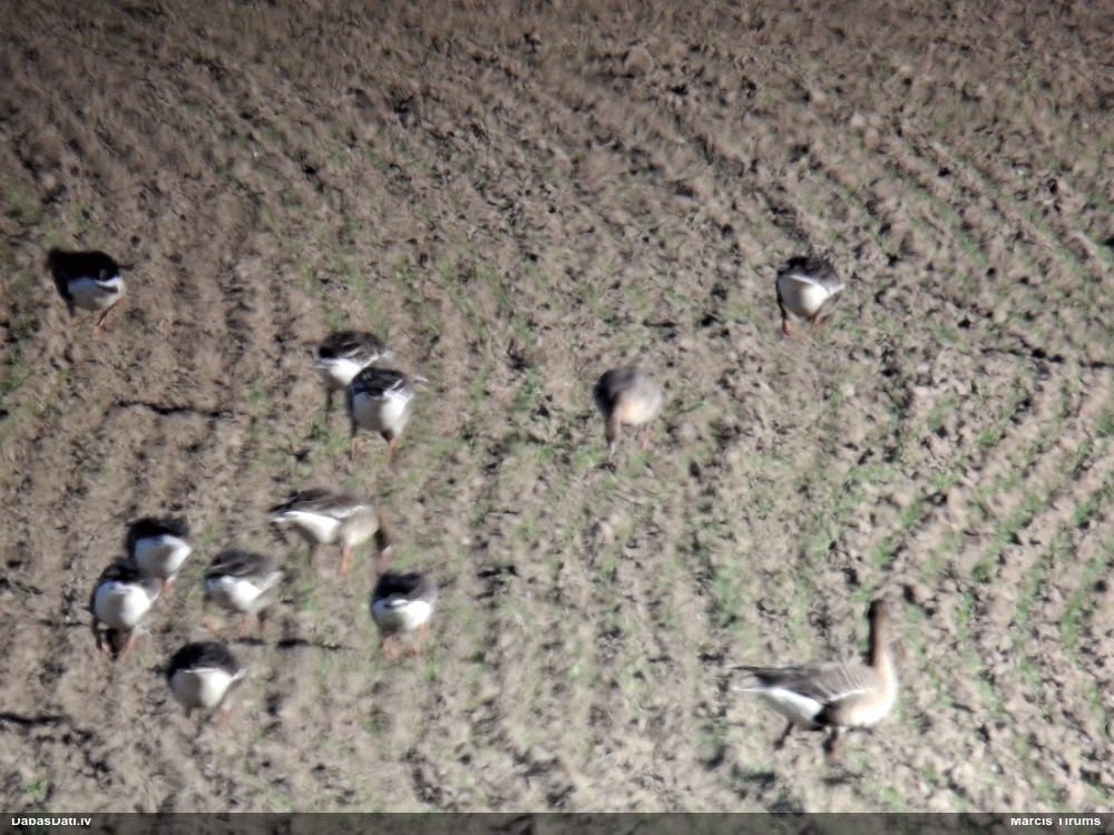 короткоклювый гуменник