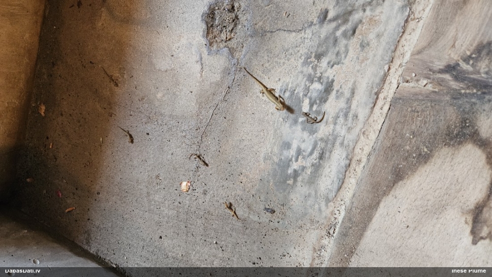 обыкновенный тритон