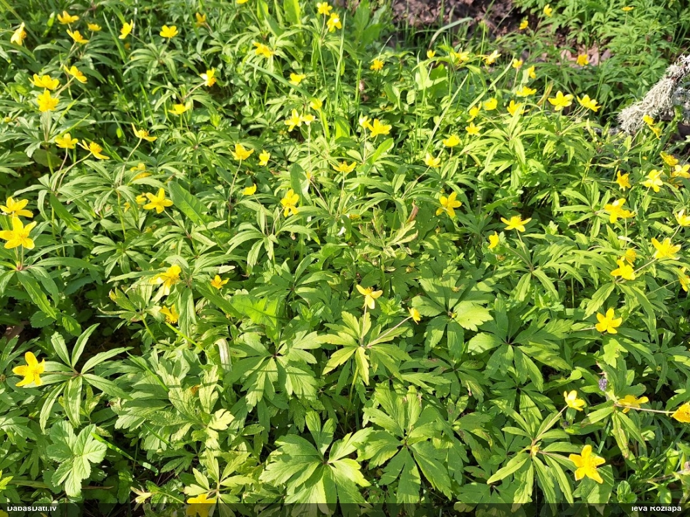 ветреница лютиковая