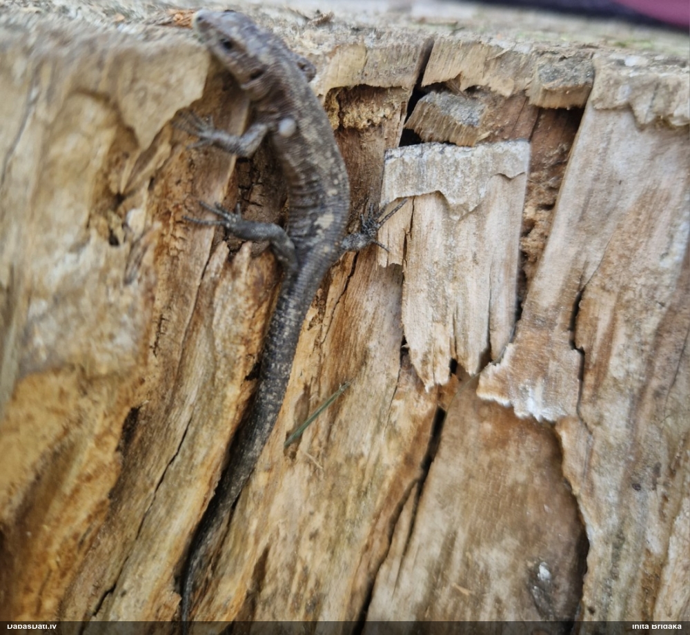 живородящая ящерица