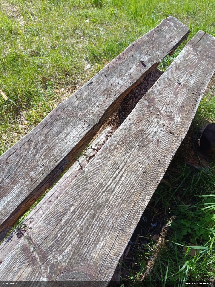 Rūsganā meža skudra