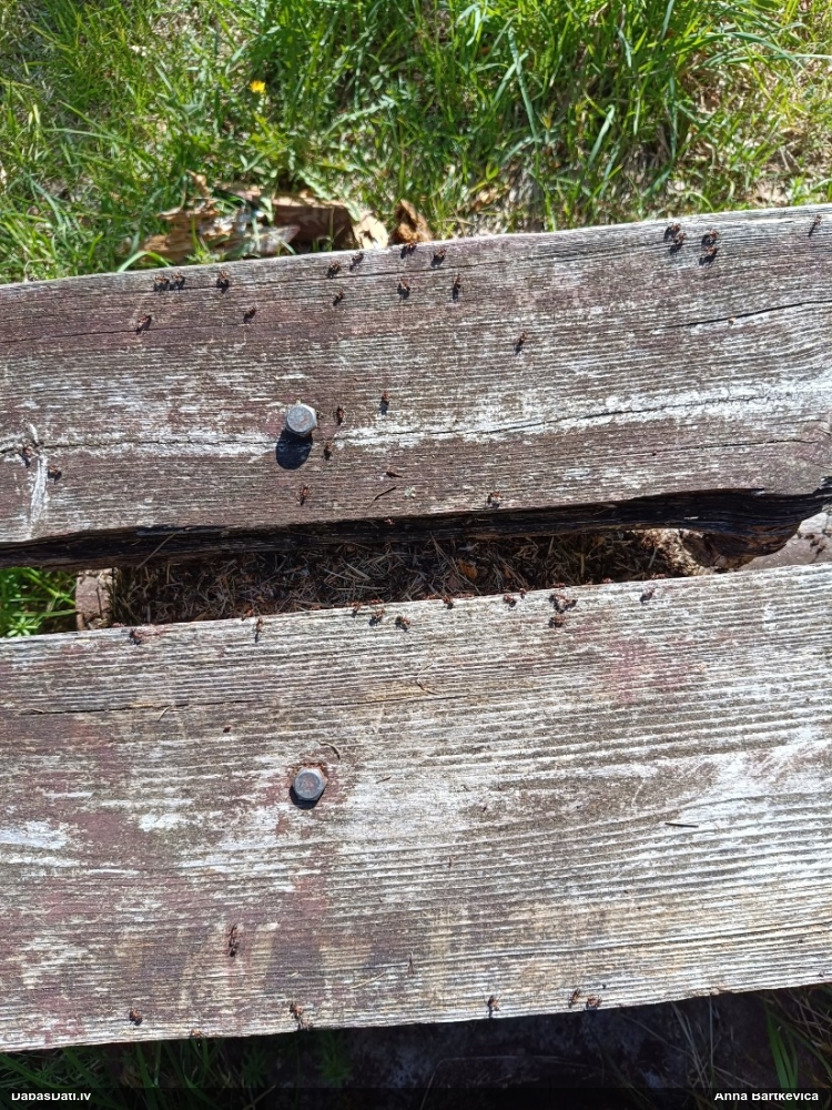 Rūsganā meža skudra