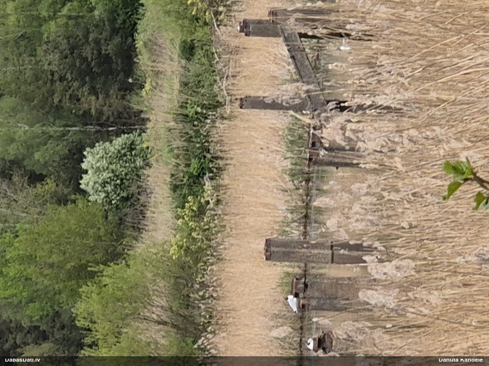 озерная чайка