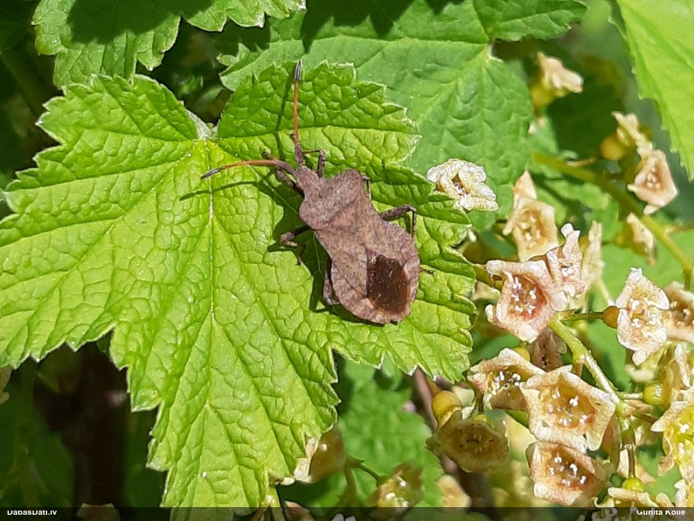 Skābeņu-vīgriežu ornamentblakts