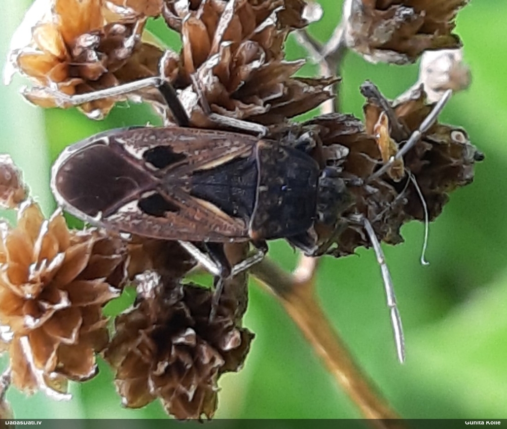 Zemesblakts Rhyparochromus pini