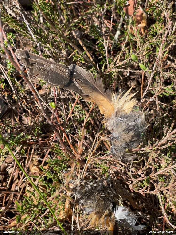 певчий дрозд