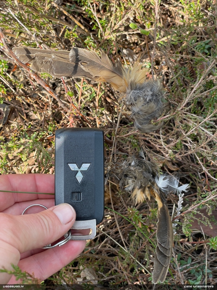 певчий дрозд