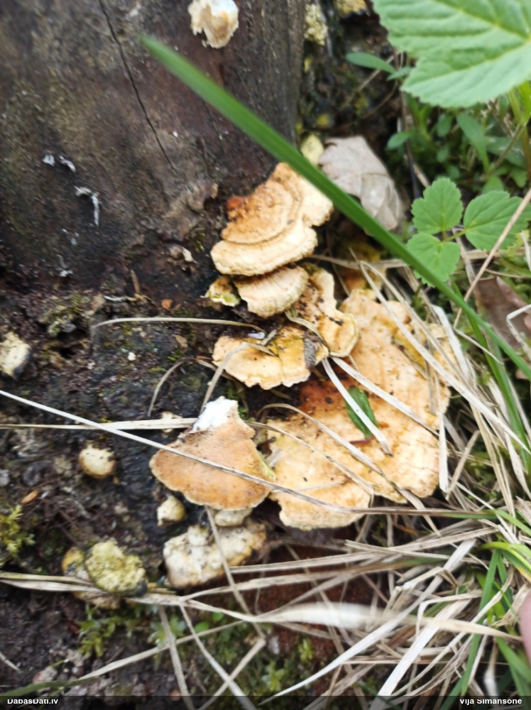 Dzeltenā tauriņpiepe