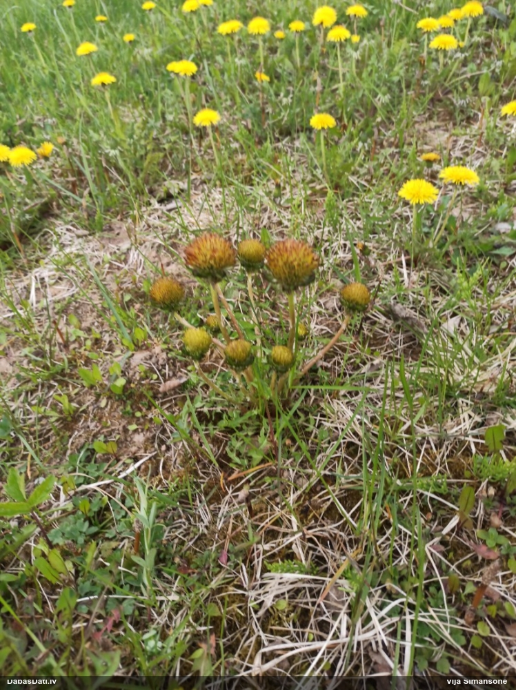 Dziedniecības pienene