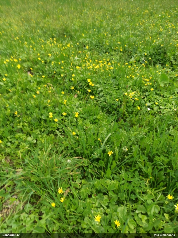 чистяк весенний