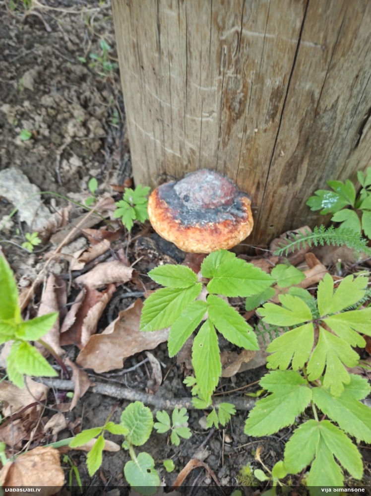 Окаймленный трутовик