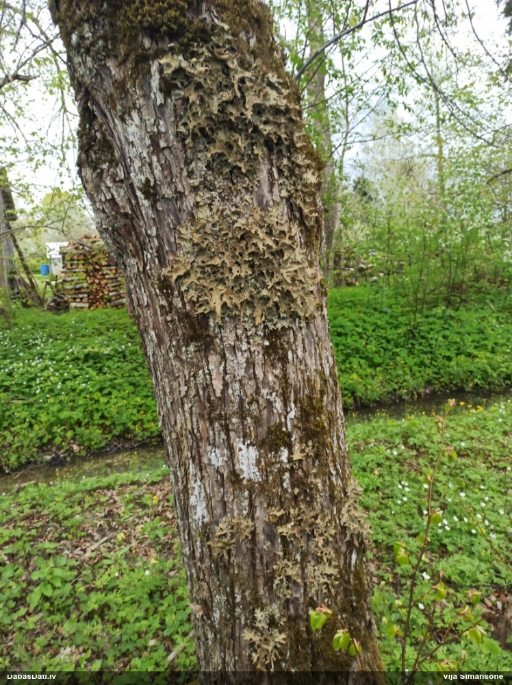 Parastais plaušķērpis