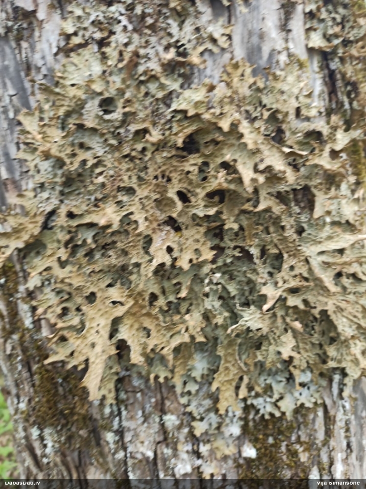 Parastais plaušķērpis