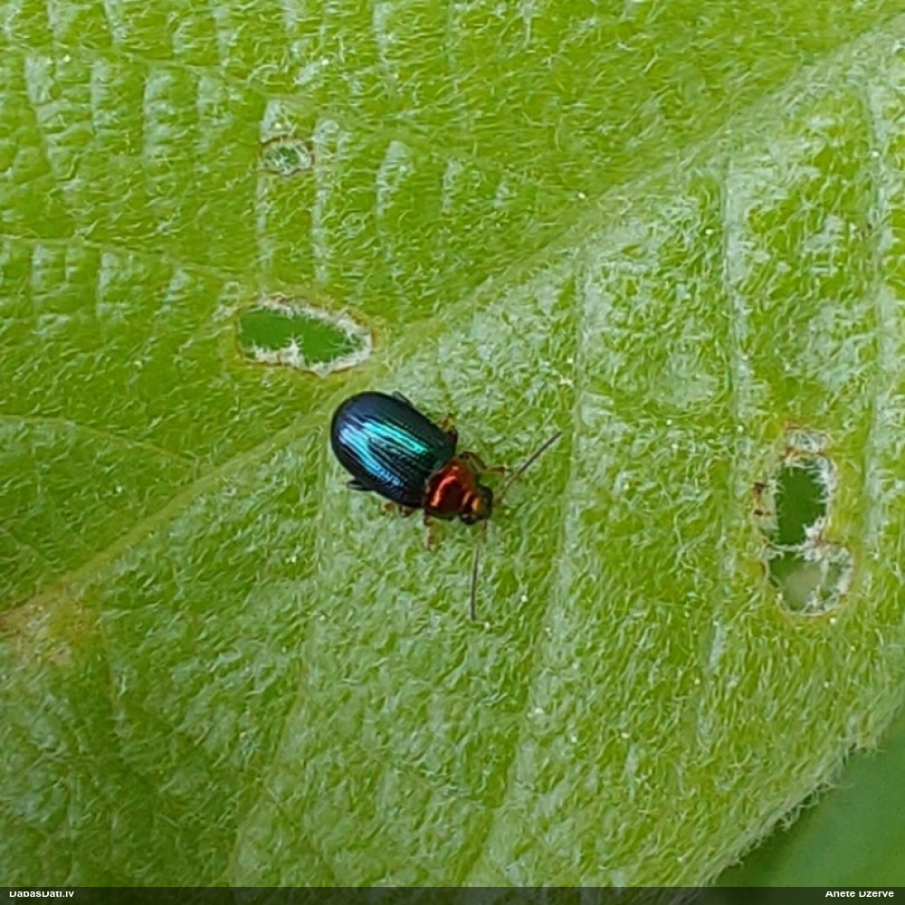 Lapgrauzis Crepidodera aurata