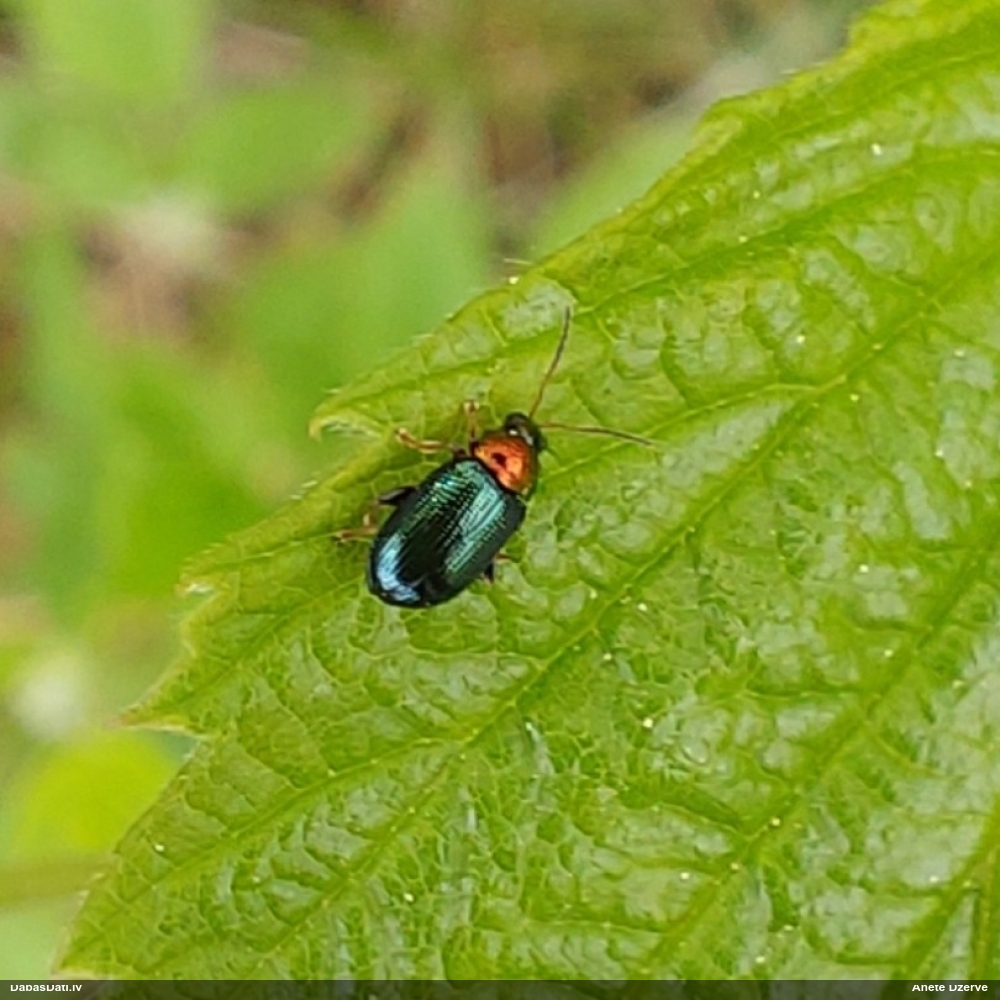 Lapgrauzis Crepidodera aurata